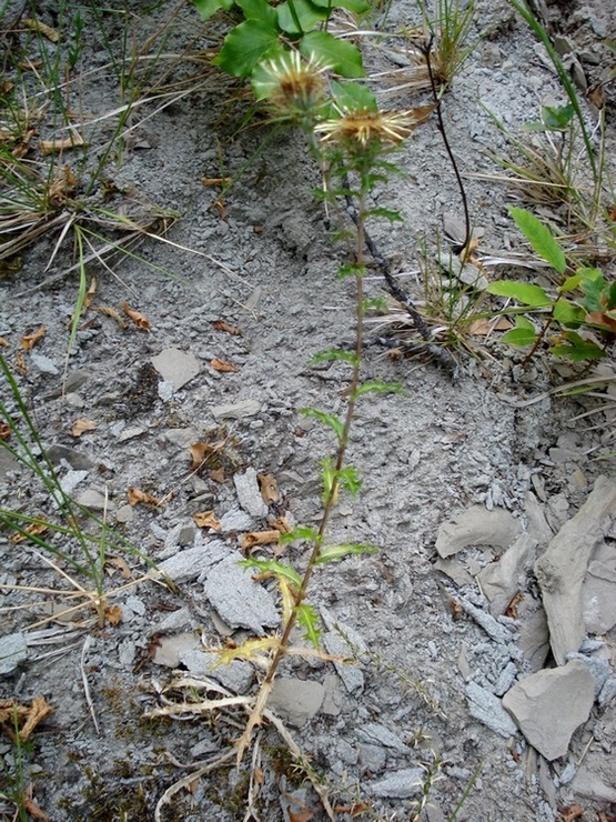 trovata a 1100 m ca. Parco dei Sibillini - Carlina vulgaris