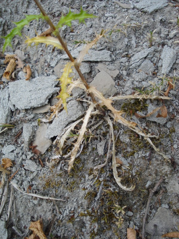 trovata a 1100 m ca. Parco dei Sibillini - Carlina vulgaris