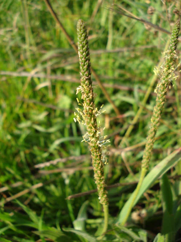 Plantago coronopus tra le foglie di P. lanceolata