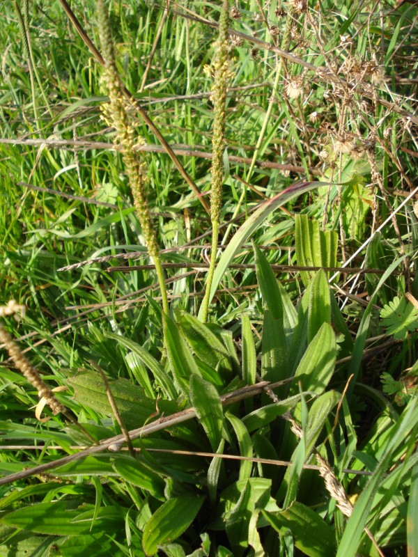 Plantago coronopus tra le foglie di P. lanceolata