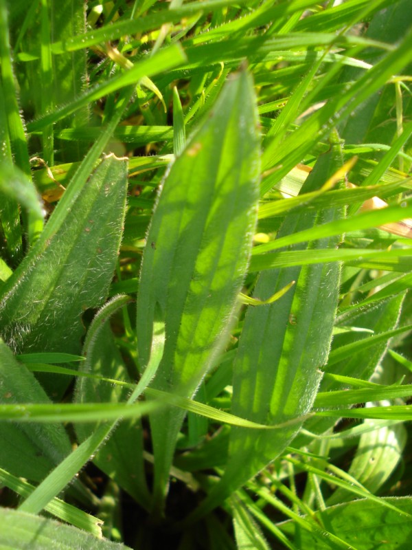 Plantago coronopus tra le foglie di P. lanceolata