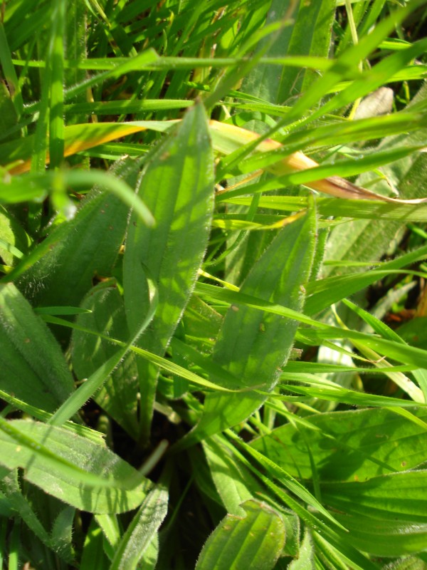 Plantago coronopus tra le foglie di P. lanceolata