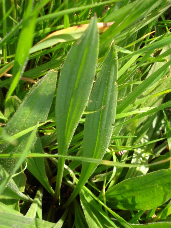 Plantago coronopus tra le foglie di P. lanceolata