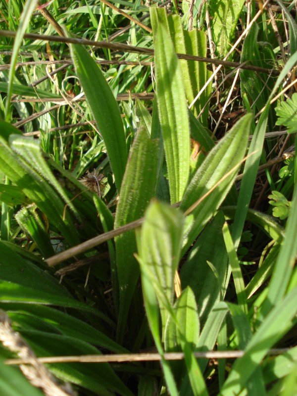 Plantago coronopus tra le foglie di P. lanceolata
