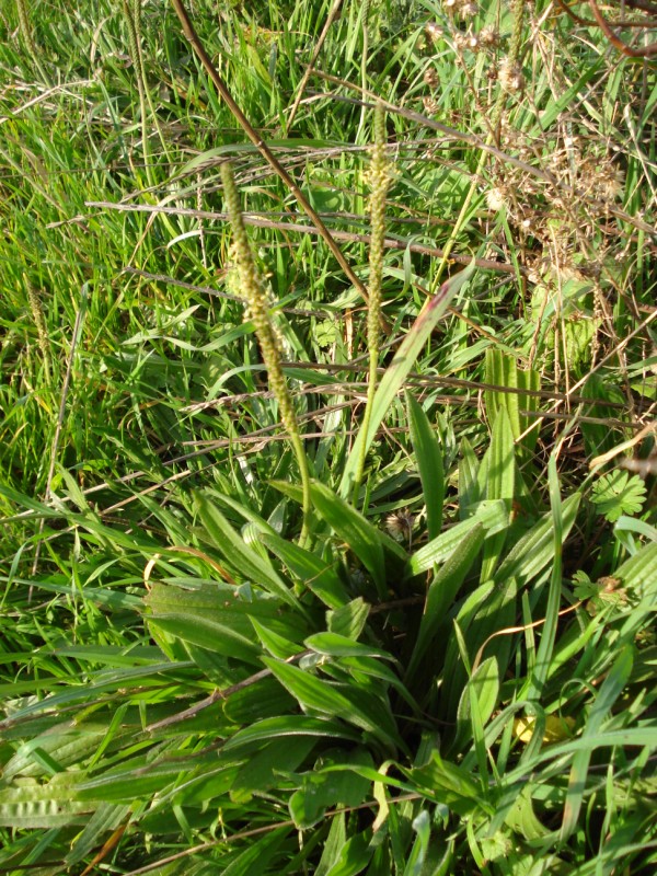 Plantago coronopus tra le foglie di P. lanceolata