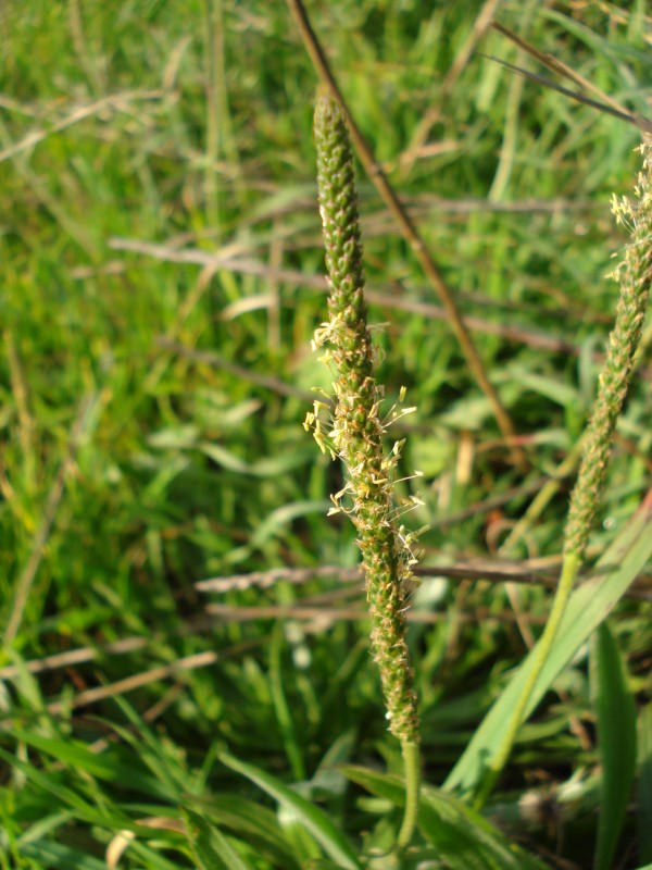 Plantago coronopus tra le foglie di P. lanceolata