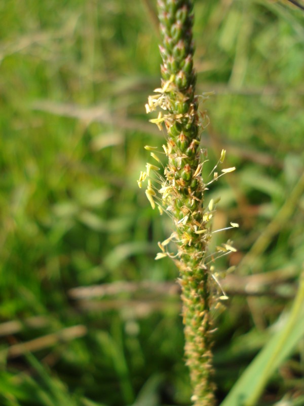 Plantago coronopus tra le foglie di P. lanceolata