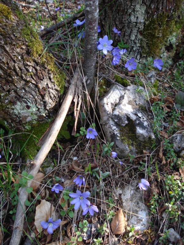 Hepatica nobilis