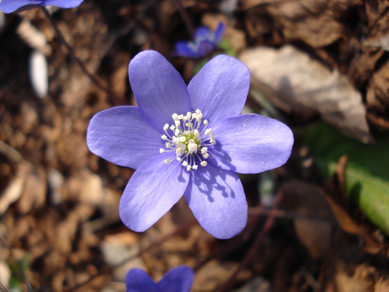 Hepatica nobilis