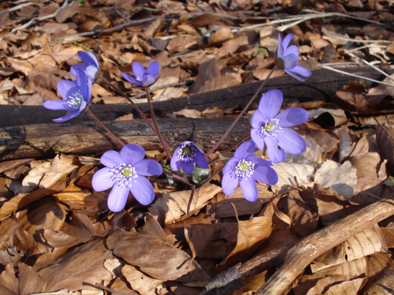 Hepatica nobilis