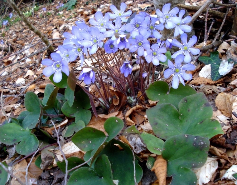 Hepatica nobilis
