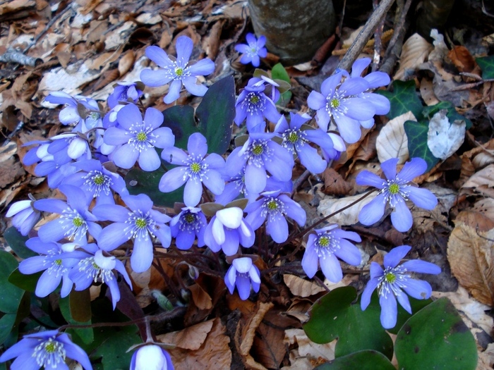 Hepatica nobilis