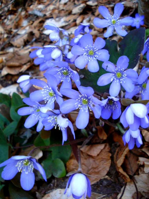 Hepatica nobilis