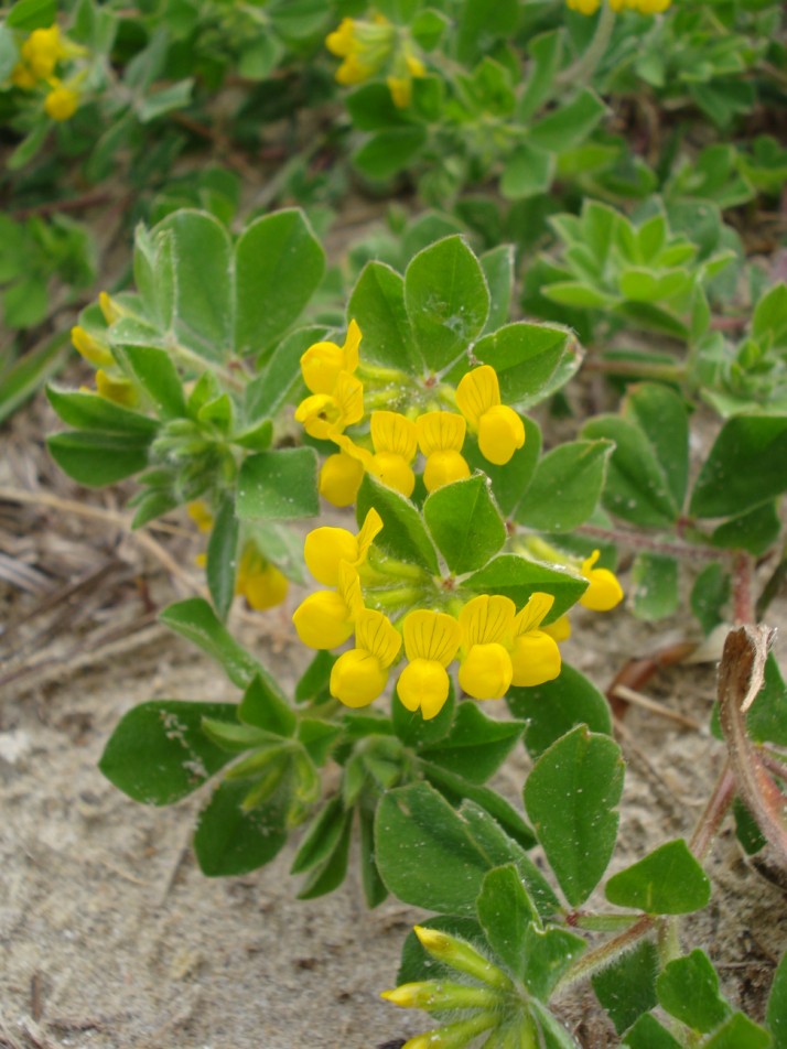 Lotus ornithopodioides