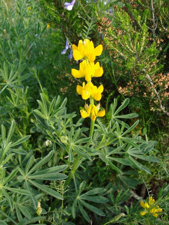 Lupinus luteus / Lupino giallo