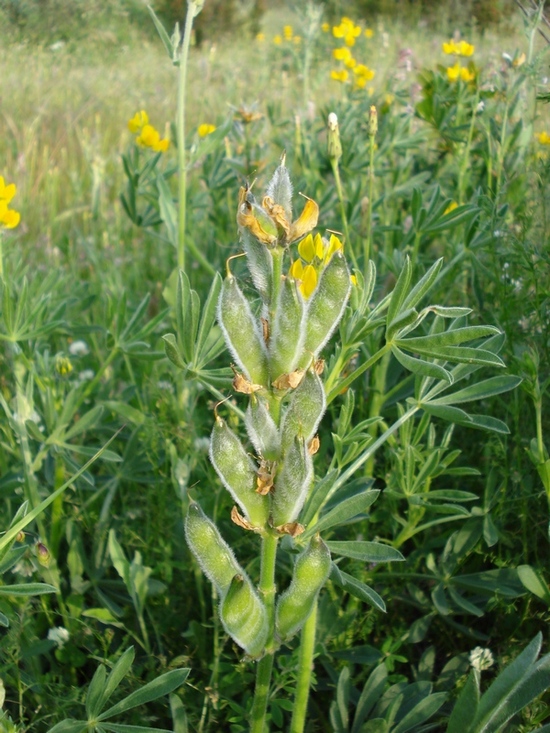 Lupinus luteus / Lupino giallo