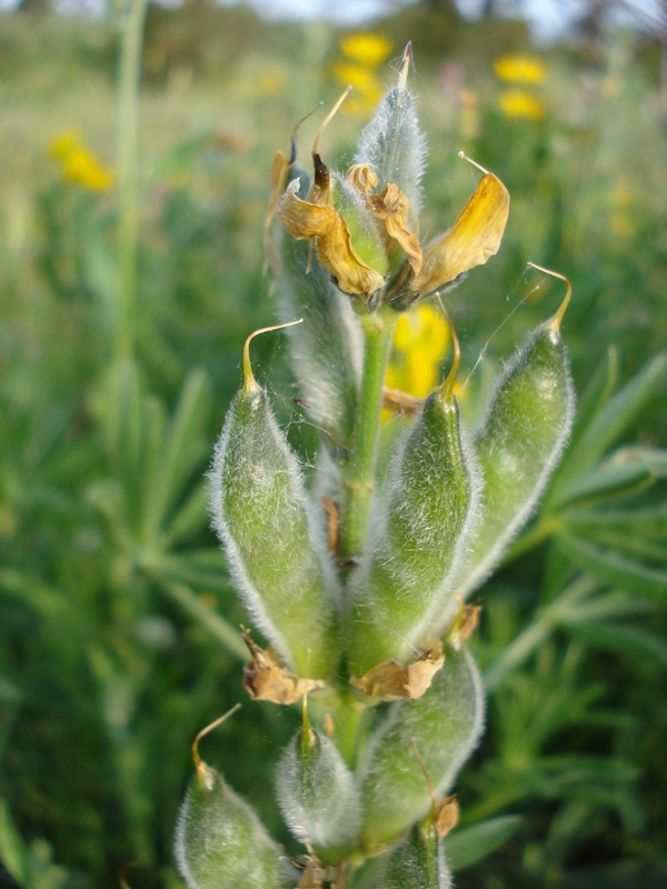 Lupinus luteus / Lupino giallo