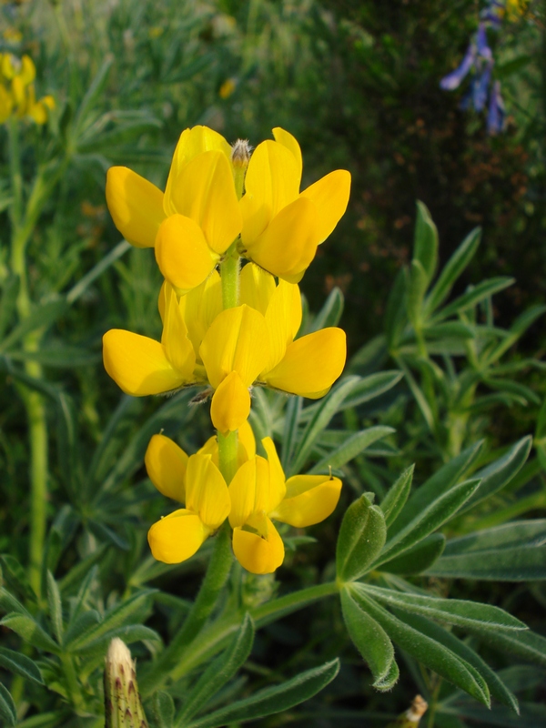 Lupinus luteus / Lupino giallo