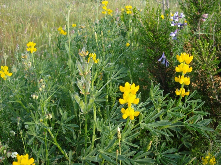 Lupinus luteus / Lupino giallo