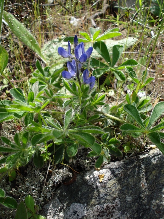 Lupinus micranthus Guss.- Lupino irsuto