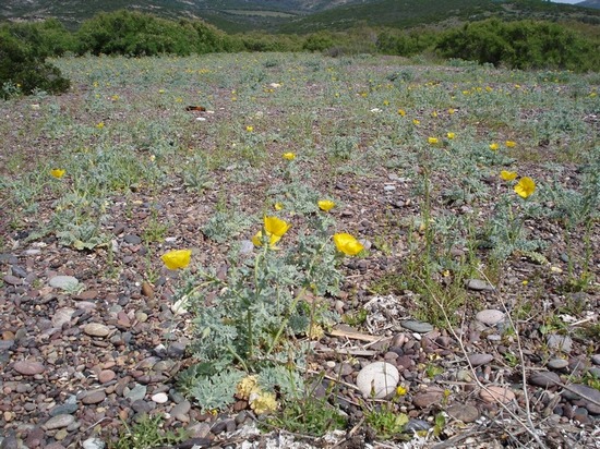Staphisagria requienii subsp. picta (=Delphinium pictum) / Speronella variopinta