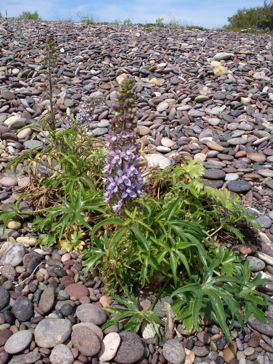 Staphisagria requienii subsp. picta (=Delphinium pictum) / Speronella variopinta