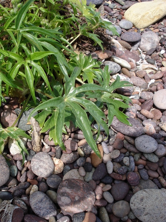 Staphisagria requienii subsp. picta (=Delphinium pictum) / Speronella variopinta
