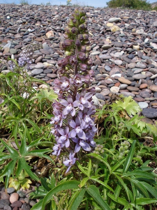 Staphisagria requienii subsp. picta (=Delphinium pictum) / Speronella variopinta