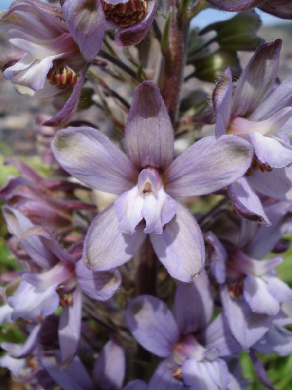 Staphisagria requienii subsp. picta (=Delphinium pictum) / Speronella variopinta
