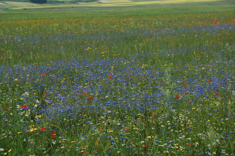 Centaurea cyanus / Fiordaliso vero