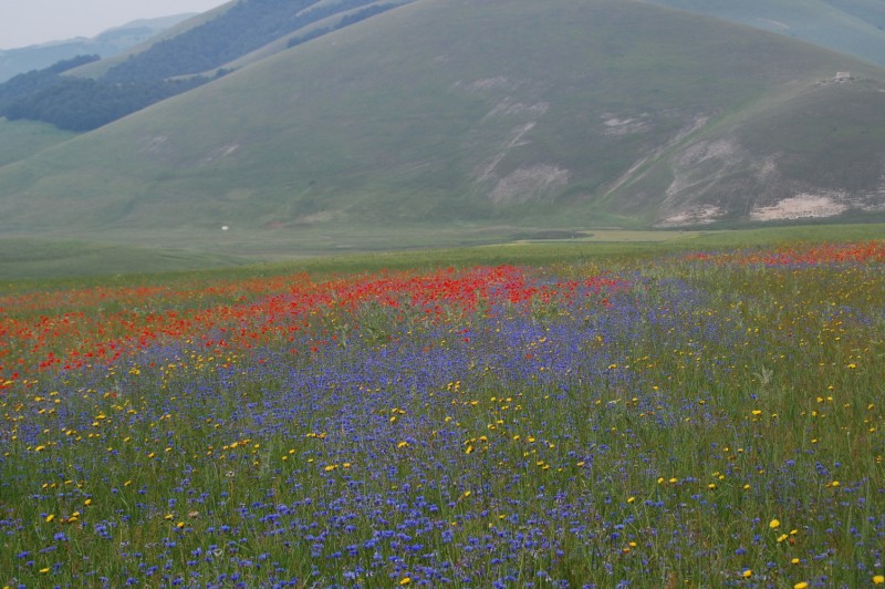 Centaurea cyanus / Fiordaliso vero