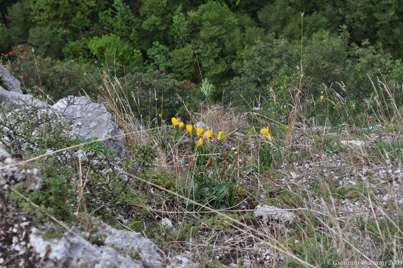 Sternbergia lutea / Zafferanastro giallo