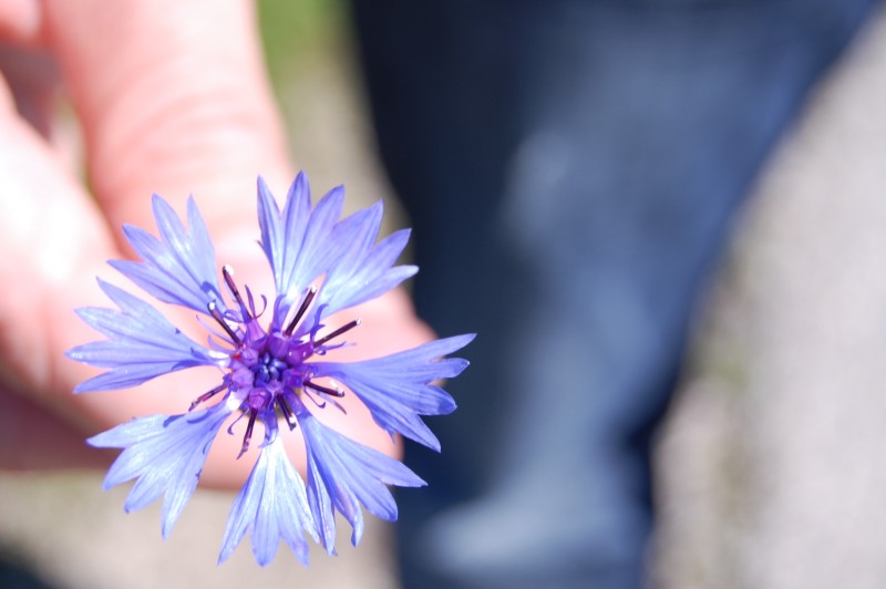 Centaurea cyanus / Fiordaliso vero