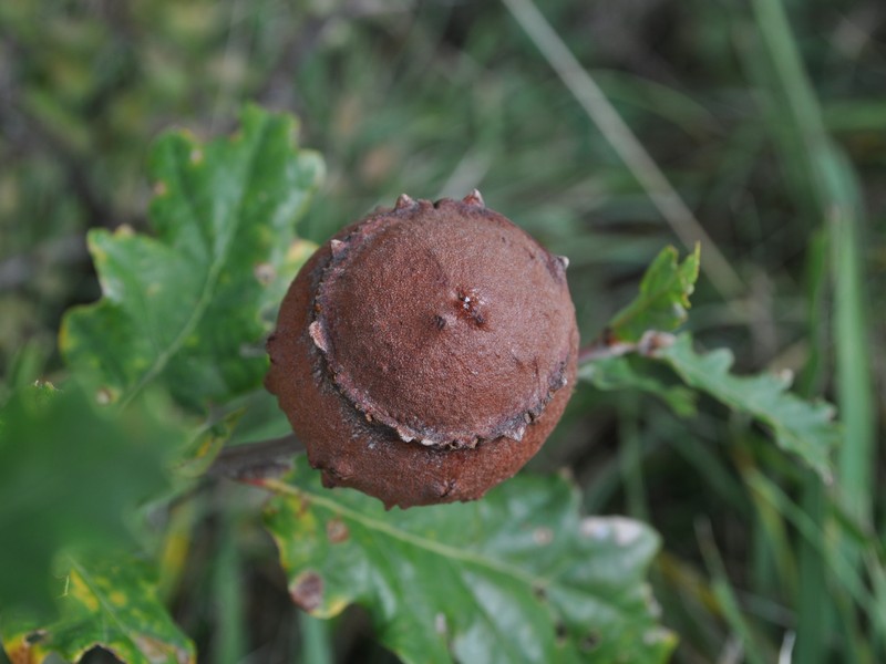 GALLA DI ROVERELLA   QUERCUS PUBESCENS !!