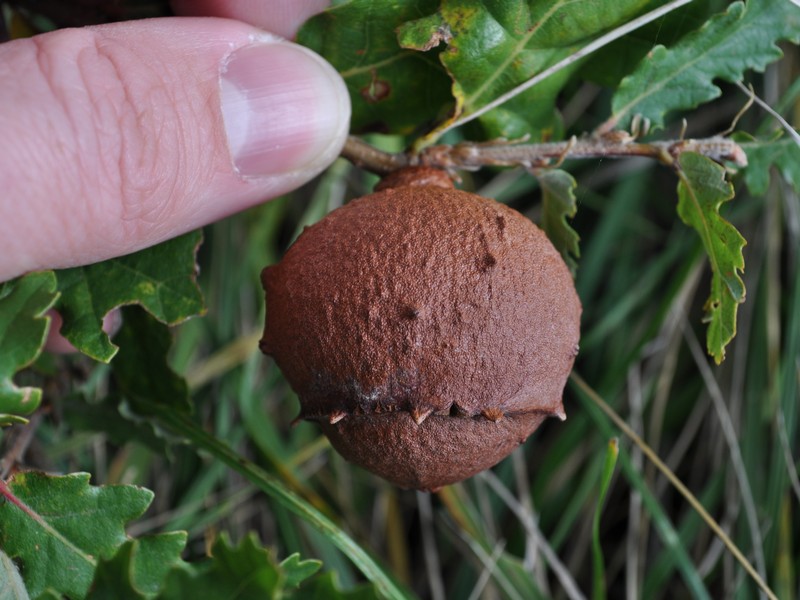GALLA DI ROVERELLA   QUERCUS PUBESCENS !!