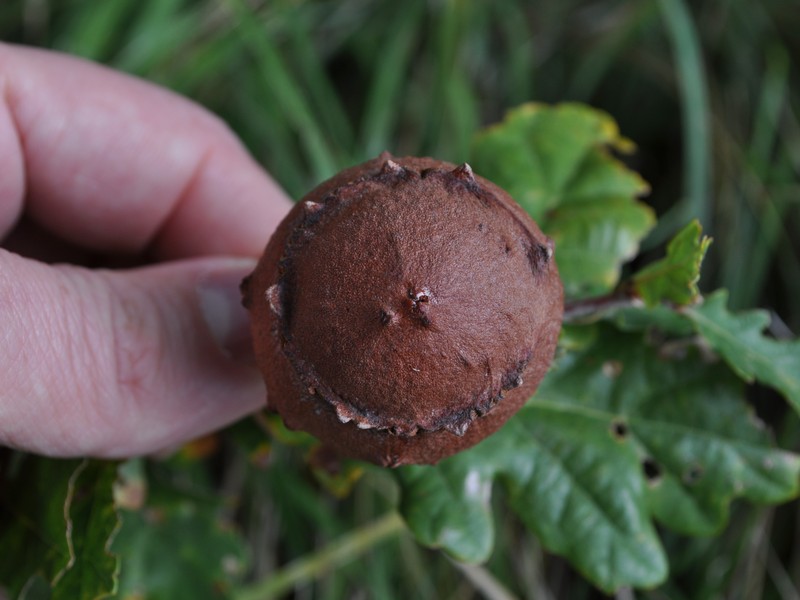 GALLA DI ROVERELLA   QUERCUS PUBESCENS !!