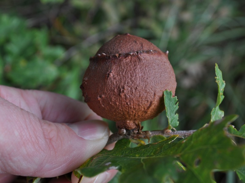 GALLA DI ROVERELLA   QUERCUS PUBESCENS !!