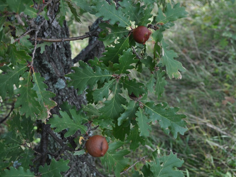 GALLA DI ROVERELLA   QUERCUS PUBESCENS !!