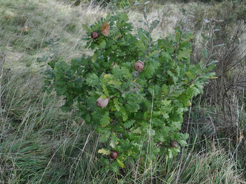 GALLA DI ROVERELLA   QUERCUS PUBESCENS !!