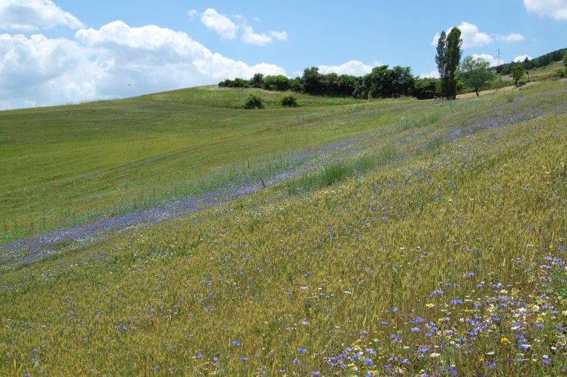 Centaurea cyanus / Fiordaliso vero