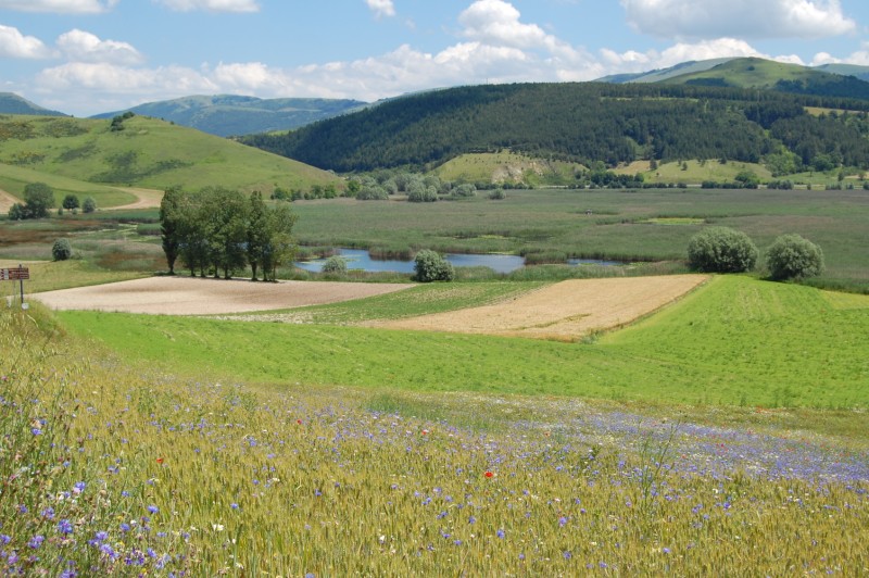 Centaurea cyanus / Fiordaliso vero