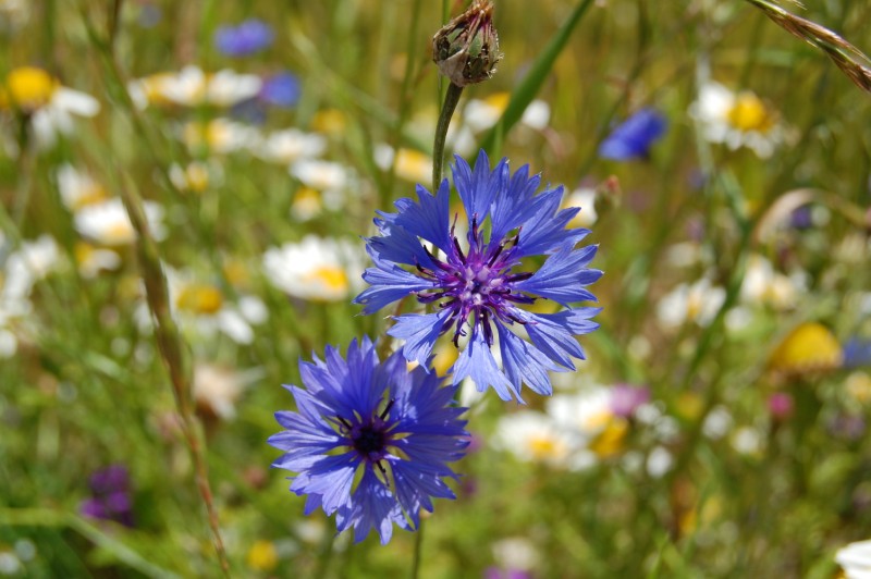 Centaurea cyanus / Fiordaliso vero