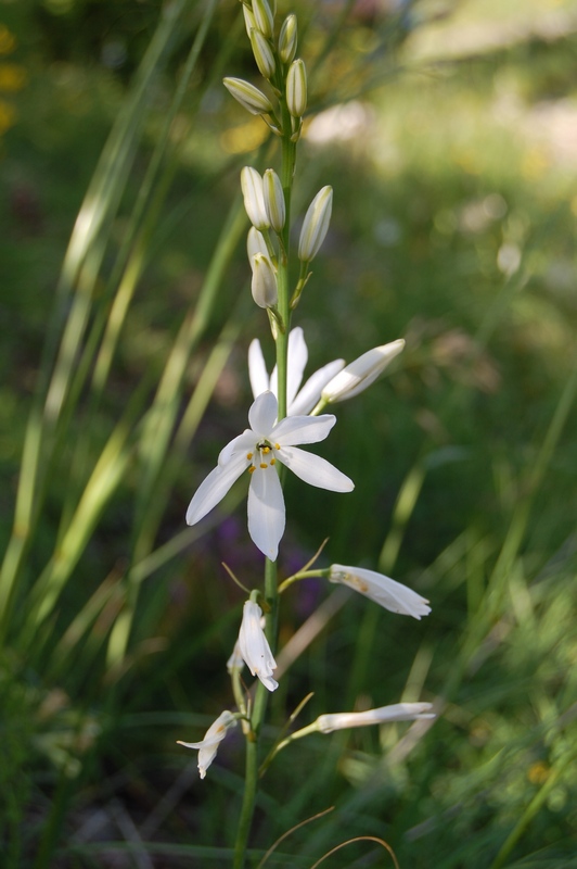 Anthericum liliago