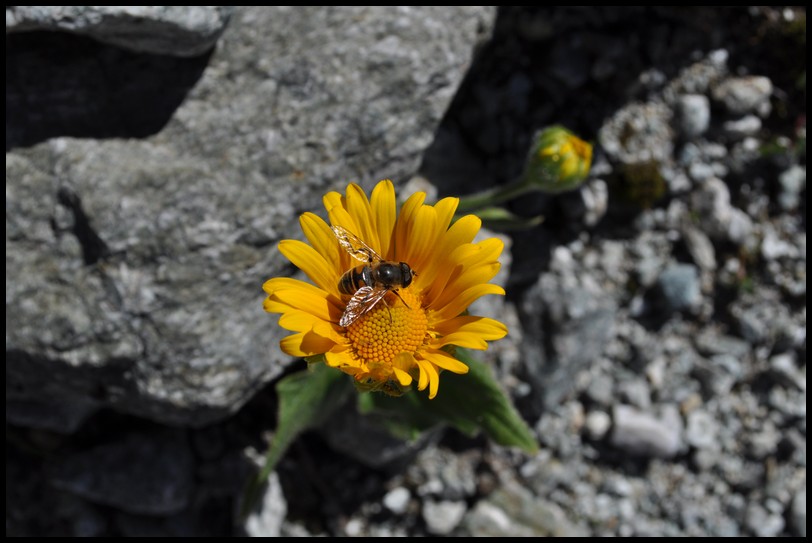 Doronicum clusii / Doronico di Clusio