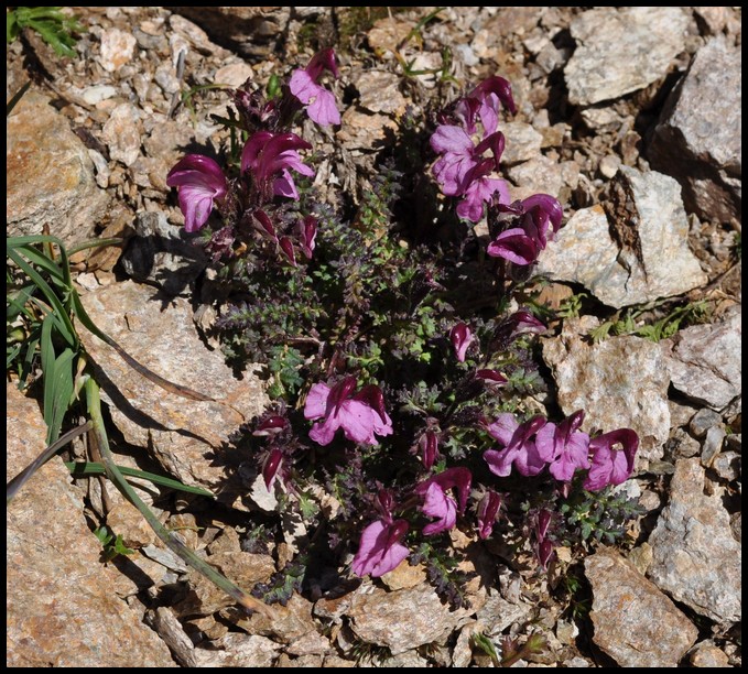Pedicularis kerneri / Pedicolare di Kerner