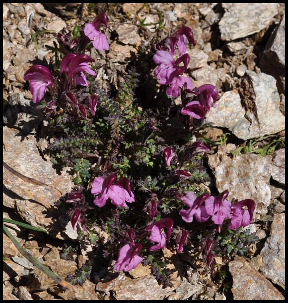 Pedicularis kerneri / Pedicolare di Kerner