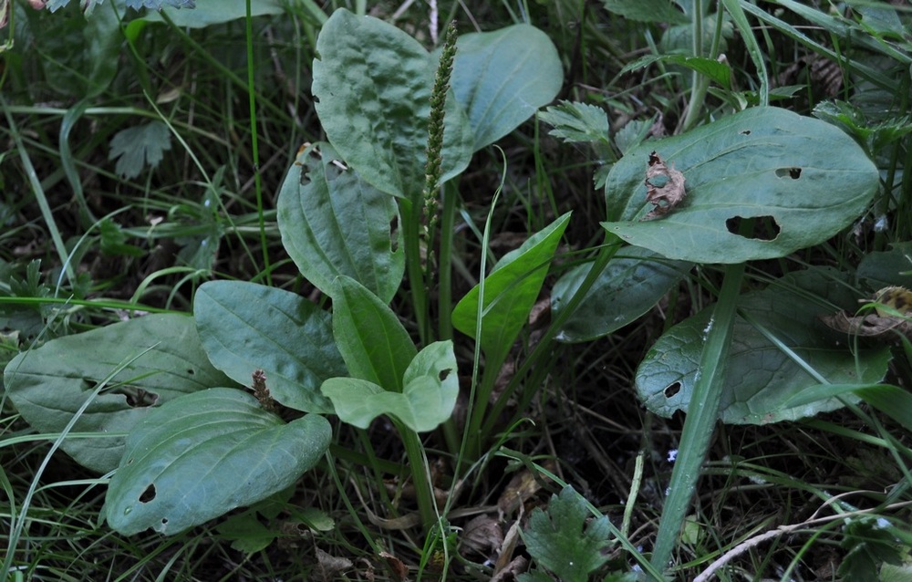 Plantago maior o cornuti ? - Plantago major
