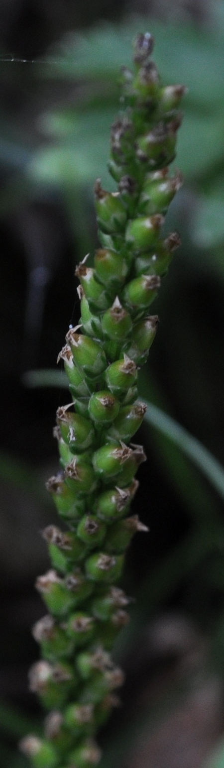 Plantago maior o cornuti ? - Plantago major