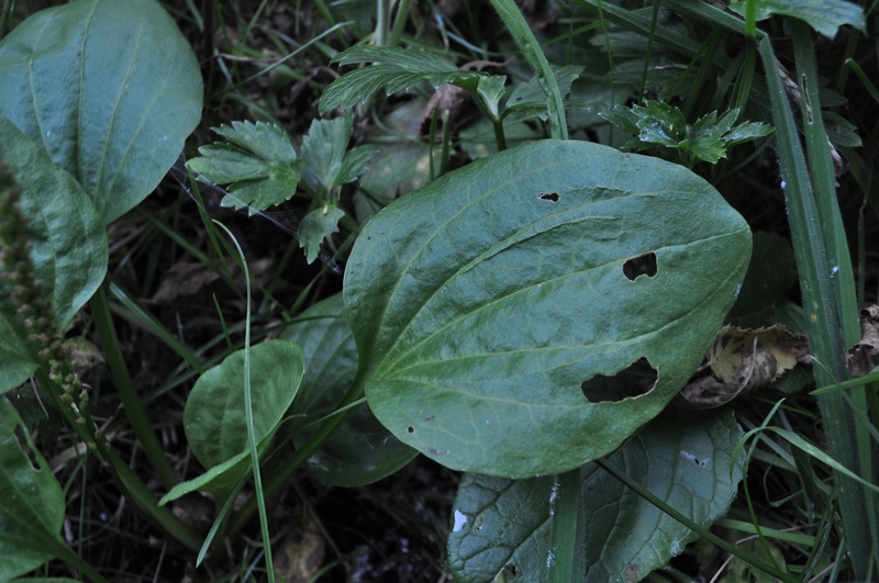 Plantago maior o cornuti ? - Plantago major