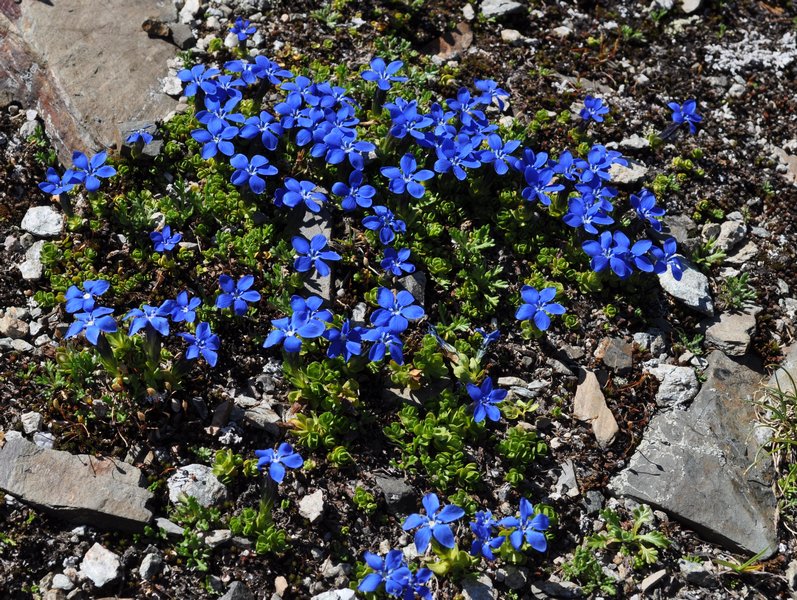 Gentiana  bavarica var. subacaulis / Genziana bavarese